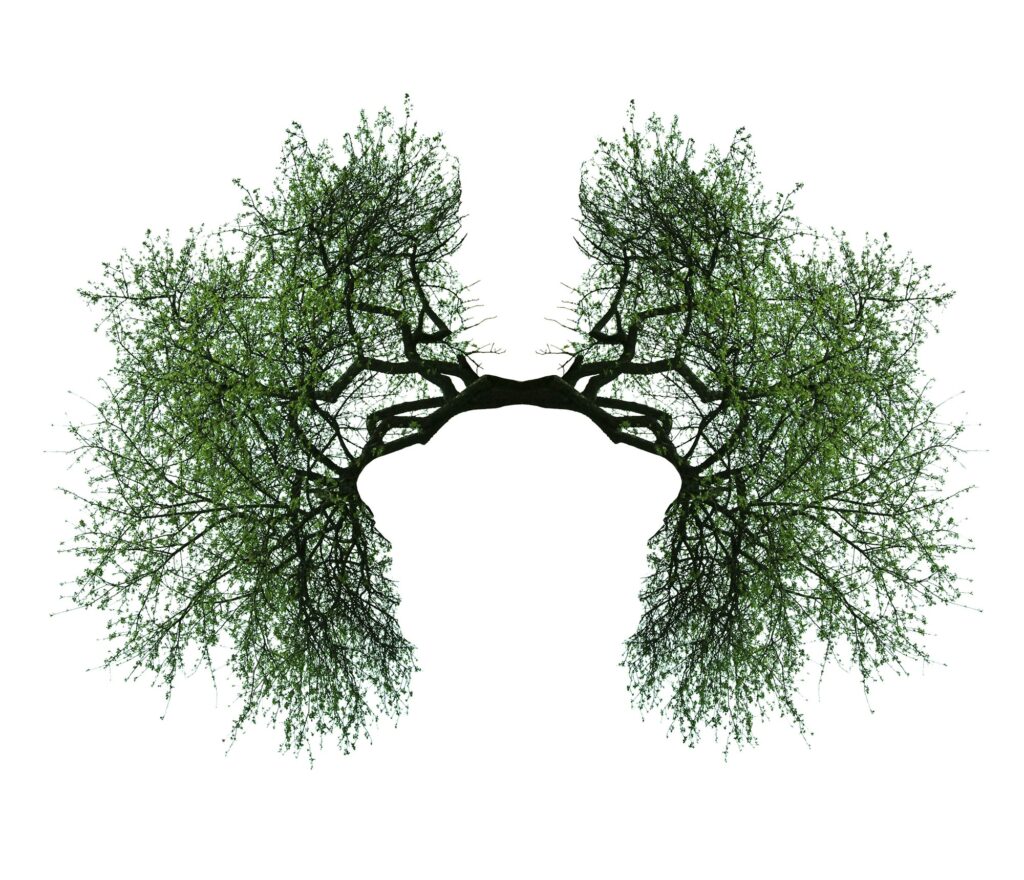 tree lungs